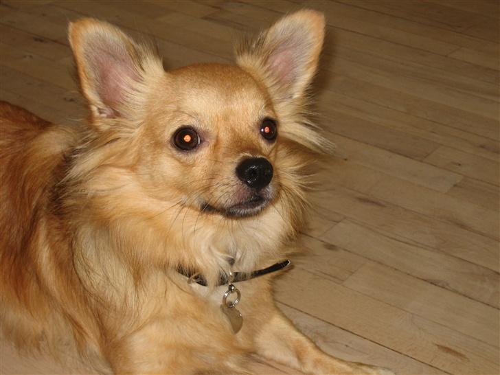 Chihuahua Nikki - Nikki oktober 2006 billede 2