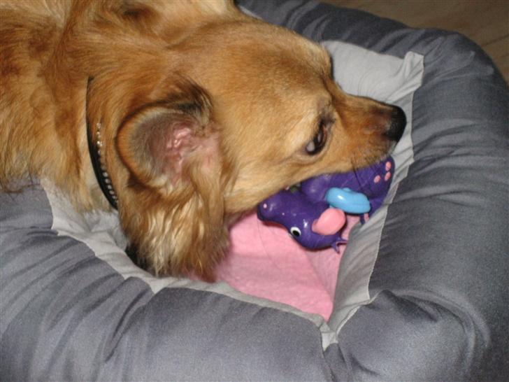 Chihuahua Nikki - Nikki leger med pivedyr, okt.06 billede 3