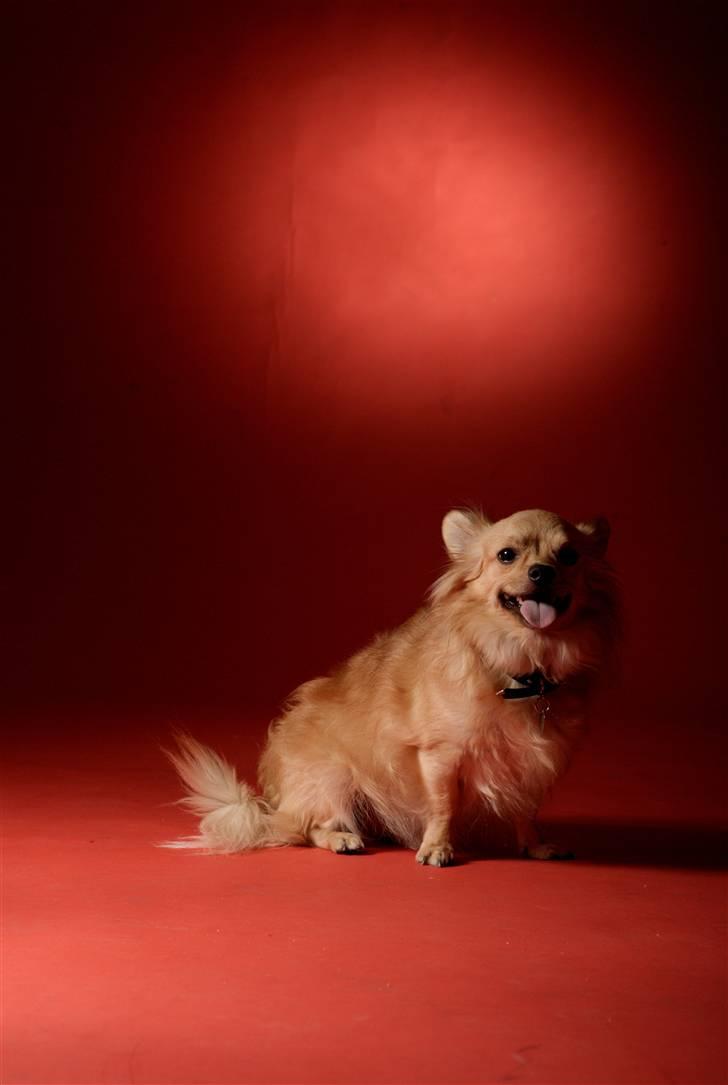 Chihuahua Nikki - Nikki 2007 billede 4