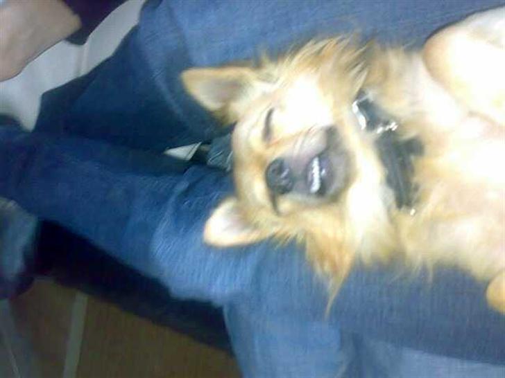 Chihuahua Nikki - Nikki sover med åben mund, 2007 billede 5