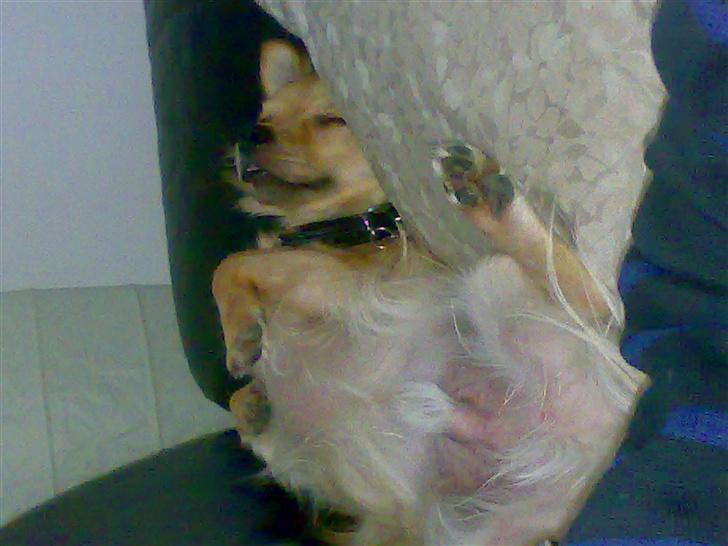 Chihuahua Nikki - Nikki sover 2007. billede 6