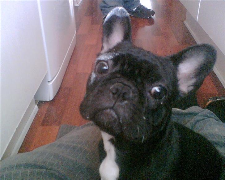 Fransk bulldog Malou - Var alt for nysgerrig til at lade malingen være:) billede 1