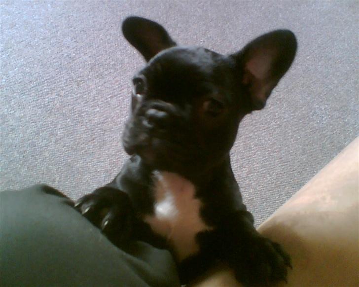 Fransk bulldog Malou - Havde kun haft hende en dag, og ville da selvfølgelig ikke være nede på gulvet alene, men oppe i sofaen billede 2