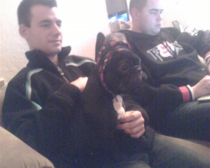 Fransk bulldog Malou - en lille rødhætte billede 3