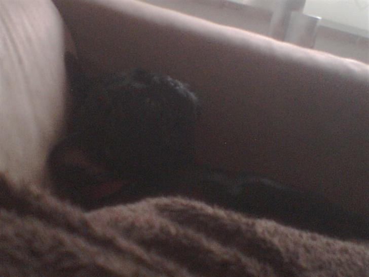 Fransk bulldog Malou - Malou kan ligge på de mærkligste måder billede 4