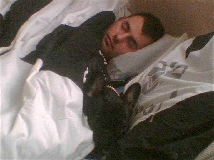 Fransk bulldog Malou - En rigtig putte hund, som elsker at ligge under dynen billede 5