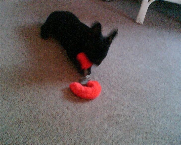 Fransk bulldog Malou - Kan selvfølgelig ikke lade noget med pels være:) billede 6