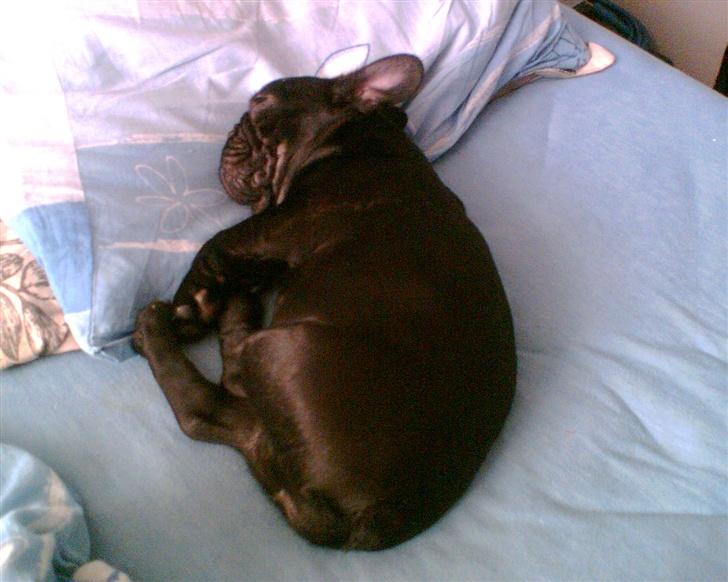 Fransk bulldog Malou - Dejligt at ligge i en varm blød seng billede 7