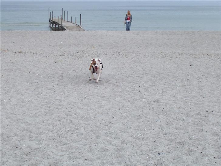 Amerikansk staffordshire terrier R.I.P Fibse... Love U - En dag på stranden. 4. juni 07 billede 13