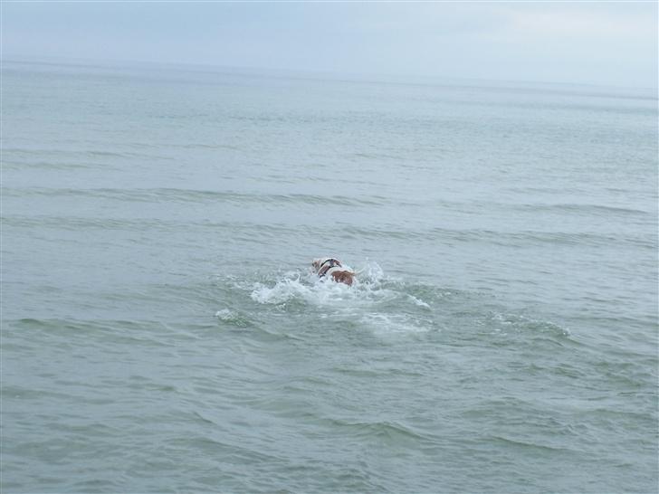 Amerikansk staffordshire terrier R.I.P Fibse... Love U billede 14