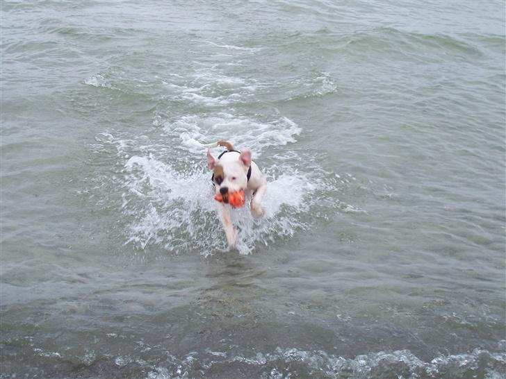 Amerikansk staffordshire terrier R.I.P Fibse... Love U billede 15