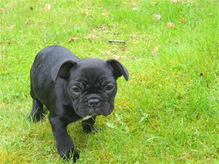 Fransk bulldog Malou billede 8