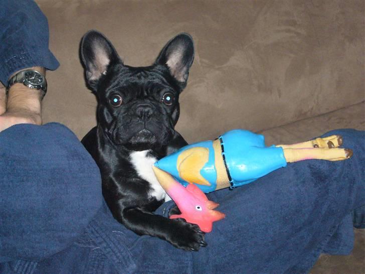 Fransk bulldog Malou billede 9