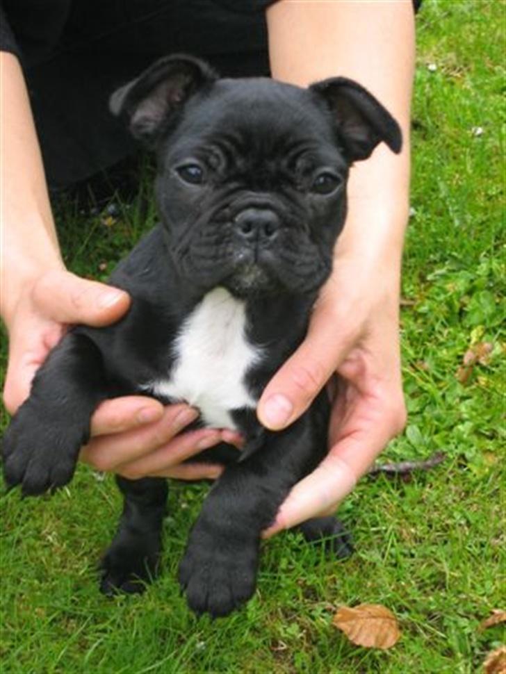 Fransk bulldog Malou billede 10