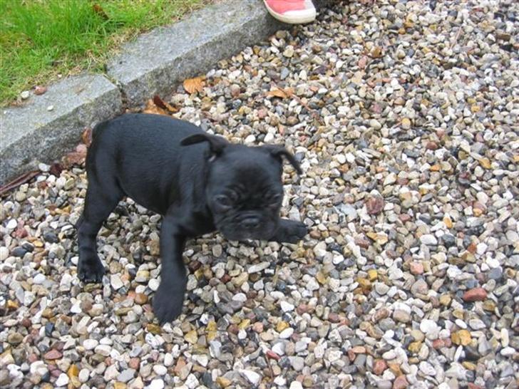 Fransk bulldog Malou billede 11