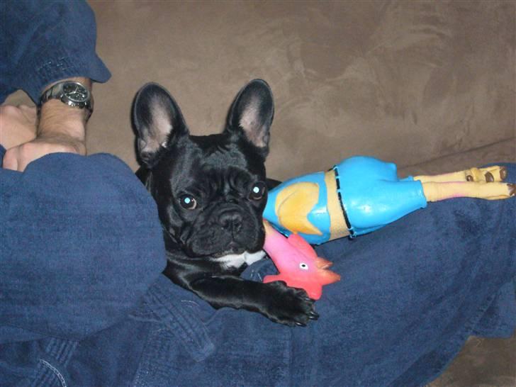 Fransk bulldog Malou billede 12