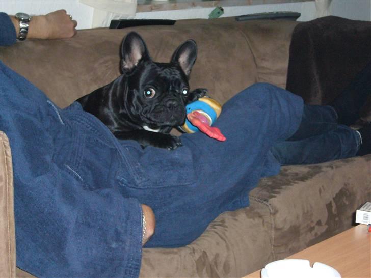 Fransk bulldog Malou billede 13