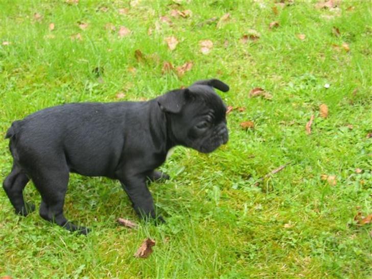 Fransk bulldog Malou billede 14