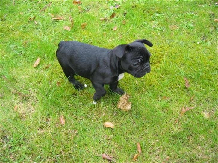 Fransk bulldog Malou billede 15