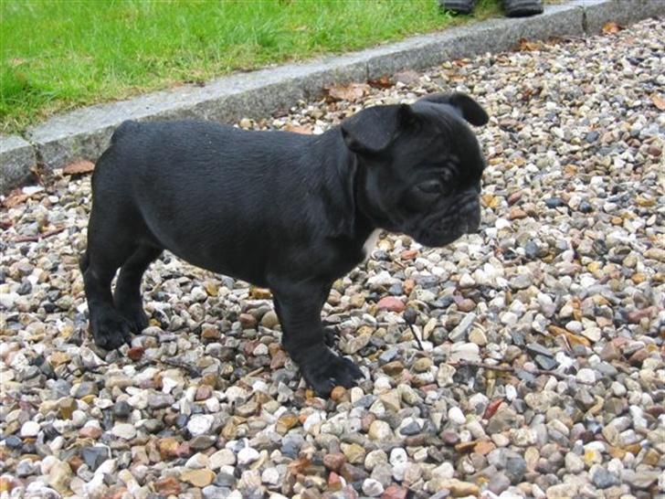 Fransk bulldog Malou billede 16