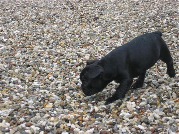 Fransk bulldog Malou billede 17