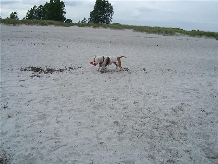 Amerikansk staffordshire terrier R.I.P Fibse... Love U billede 16