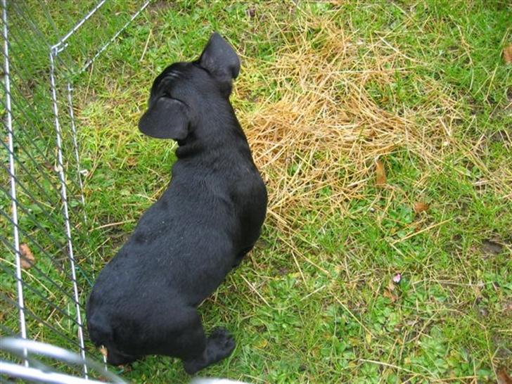 Fransk bulldog Malou billede 18