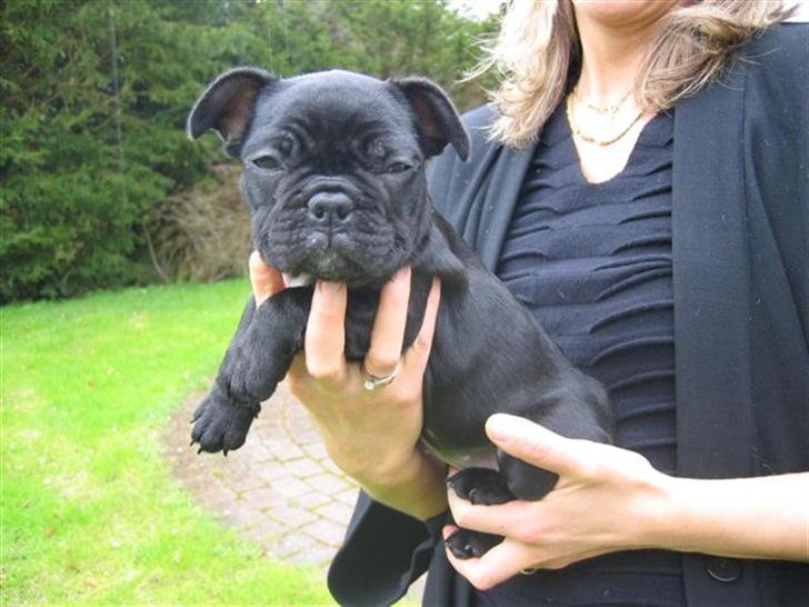 Fransk bulldog Malou billede 19