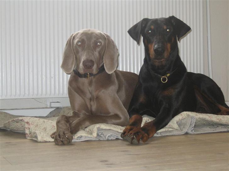 Weimaraner After bella's tessa - Her er jeg med min skønne "storebror " han er knap 7 år, stadig lækker:) billede 7