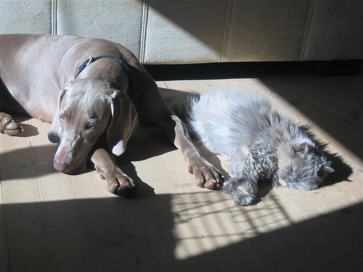 Weimaraner After bella's tessa - man behøver vel ikke være jagt hund hele tiden! billede 9