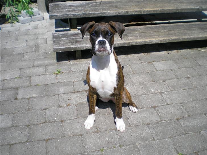 Boxer Shila Cherry - den 1 juni 2007 Shila DEN STOLTE billede 10