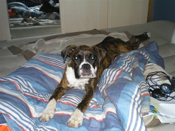 Boxer Shila Cherry -  masser af leg og larm far kommet hjem fra DHB 2007 endelig tilage i sengen ved farmand  billede 11