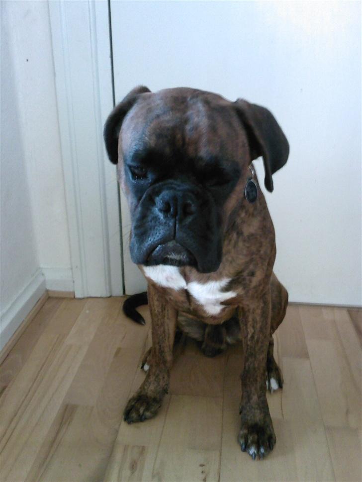 Boxer Eigil - Jeg er dørhund... billede 12