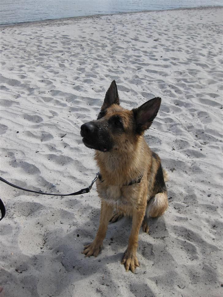 Schæferhund Akacias Indiana (Indi) - Indi hygger på stranden ved faxeladeplads sommeren 2008 billede 11