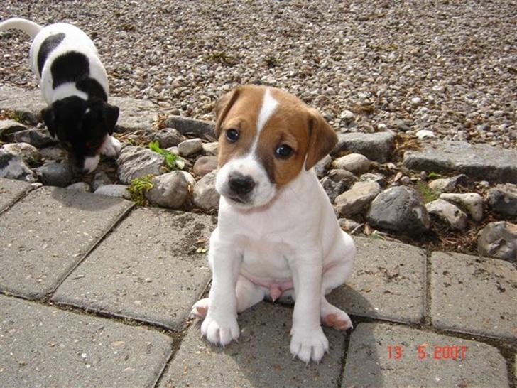 Jack russell terrier Albert - Her er Albert ;o) billede 1