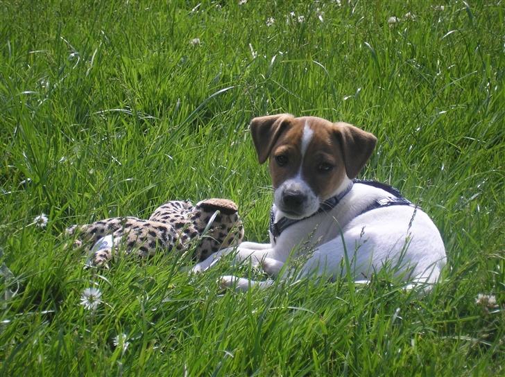 Jack russell terrier Albert - Jeg har nedlagt dyret ;o) billede 2