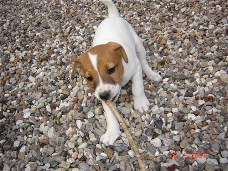 Jack russell terrier Albert - Se hvad jeg kan! billede 3
