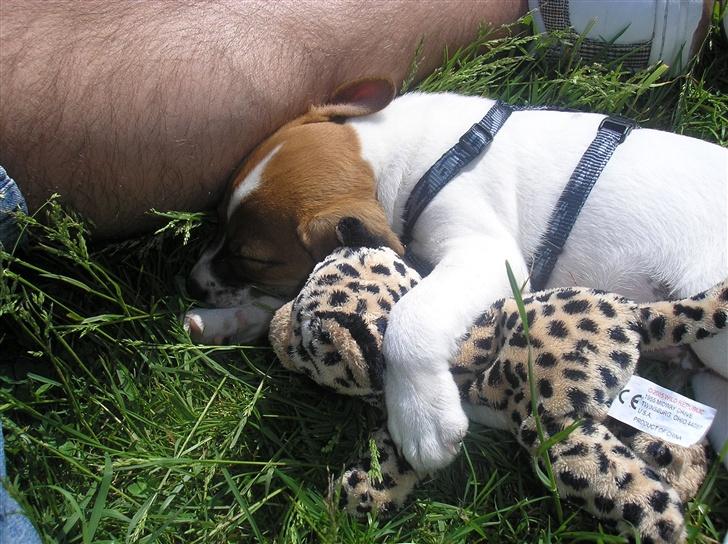 Jack russell terrier Albert - Venner igen ;o) billede 4