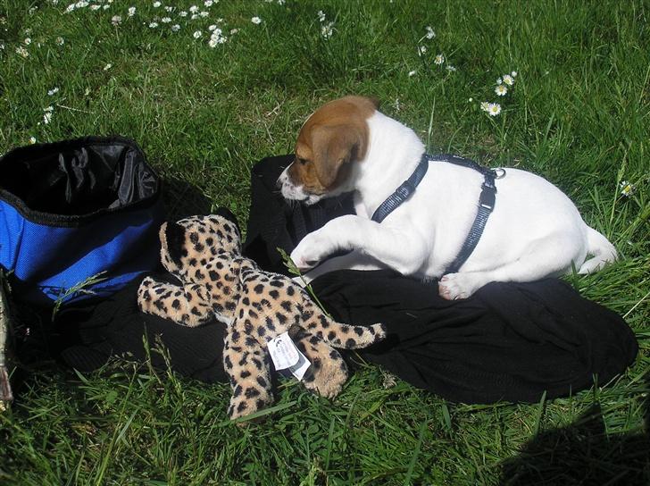 Jack russell terrier Albert - Kampen om vandet... billede 5