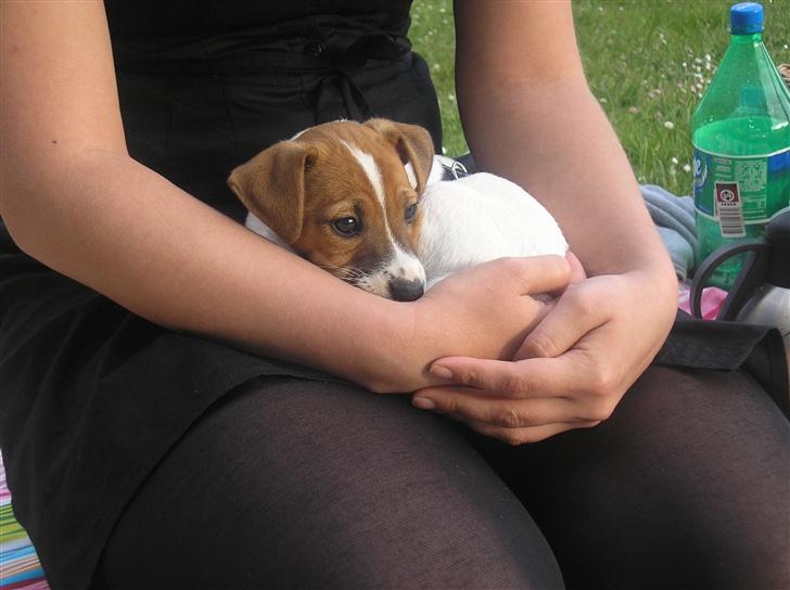 Jack russell terrier Albert - Putter hos mor...mmm rart ;o) billede 6