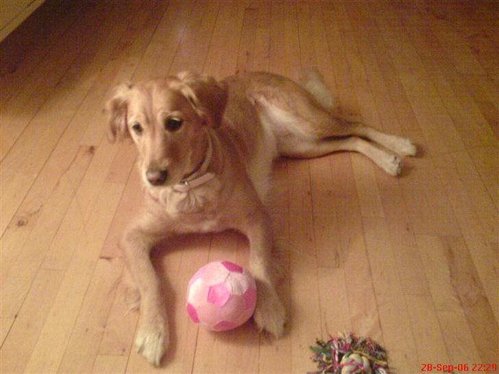 Golden retriever Zille billede 11