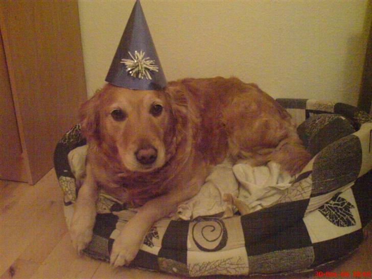 Golden retriever Zille billede 12