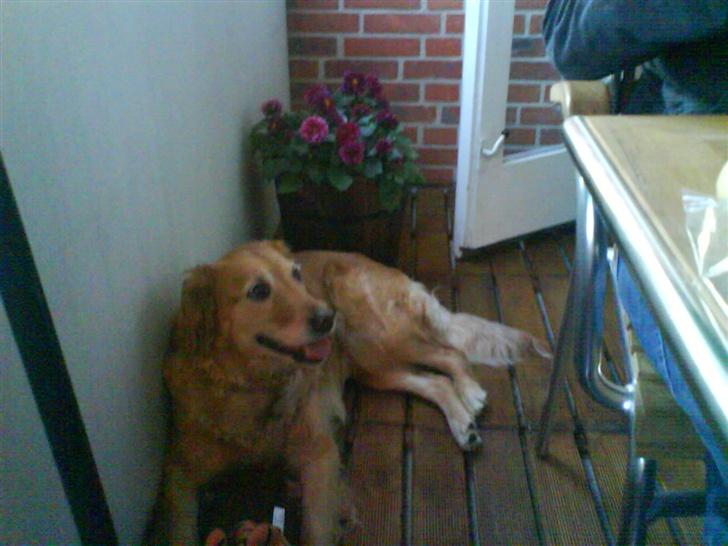 Golden retriever Zille billede 13