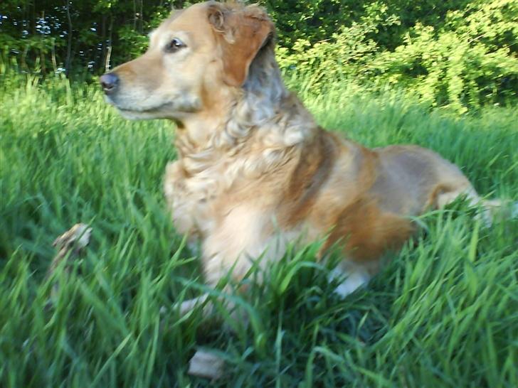 Golden retriever Zille billede 14
