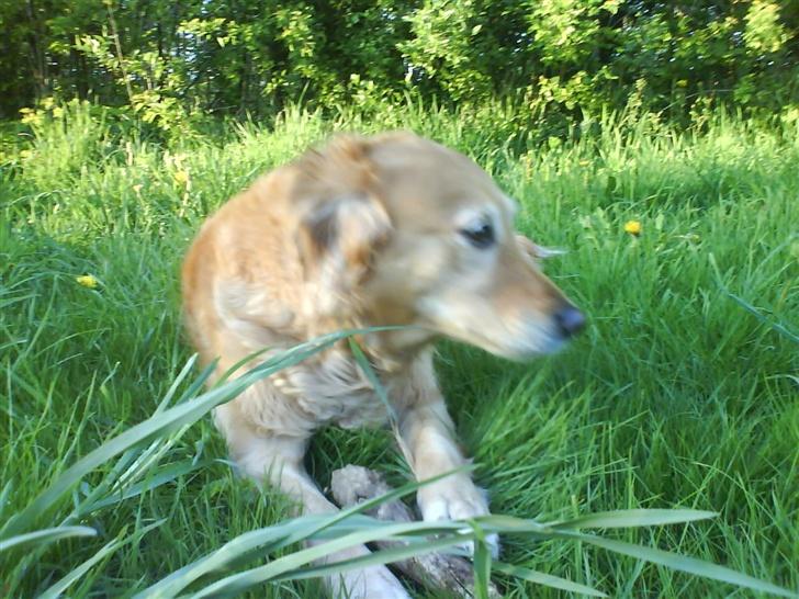 Golden retriever Zille billede 15