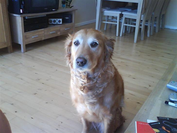 Golden retriever Zille billede 16
