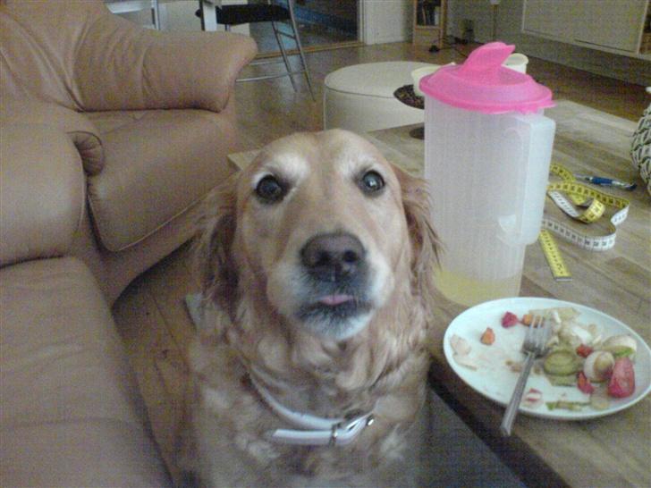 Golden retriever Zille billede 17