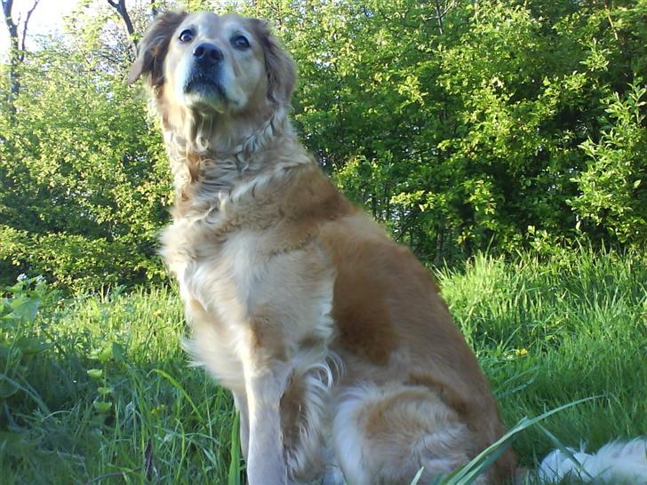 Golden retriever Zille billede 18