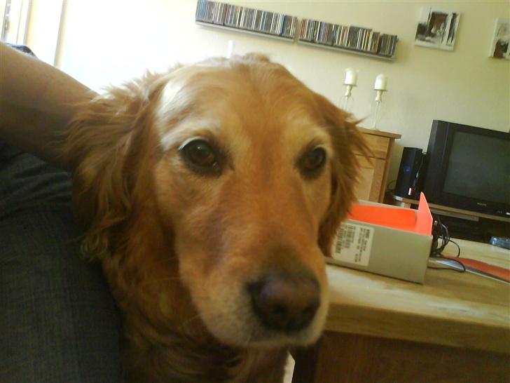 Golden retriever Zille billede 19