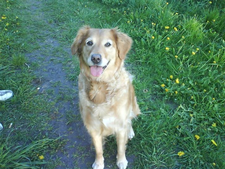 Golden retriever Zille billede 20